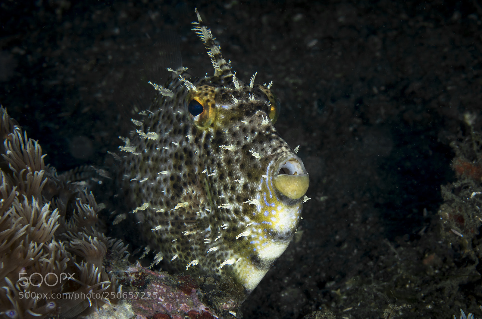 Canon EOS 5D Mark IV sample photo. Leafy filefish photography