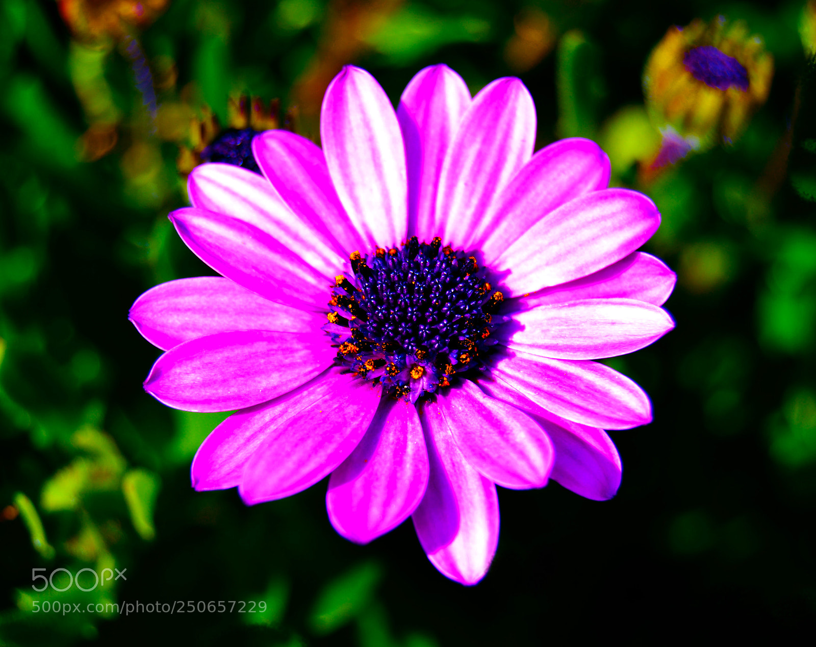 Nikon D3100 sample photo. Flor photography