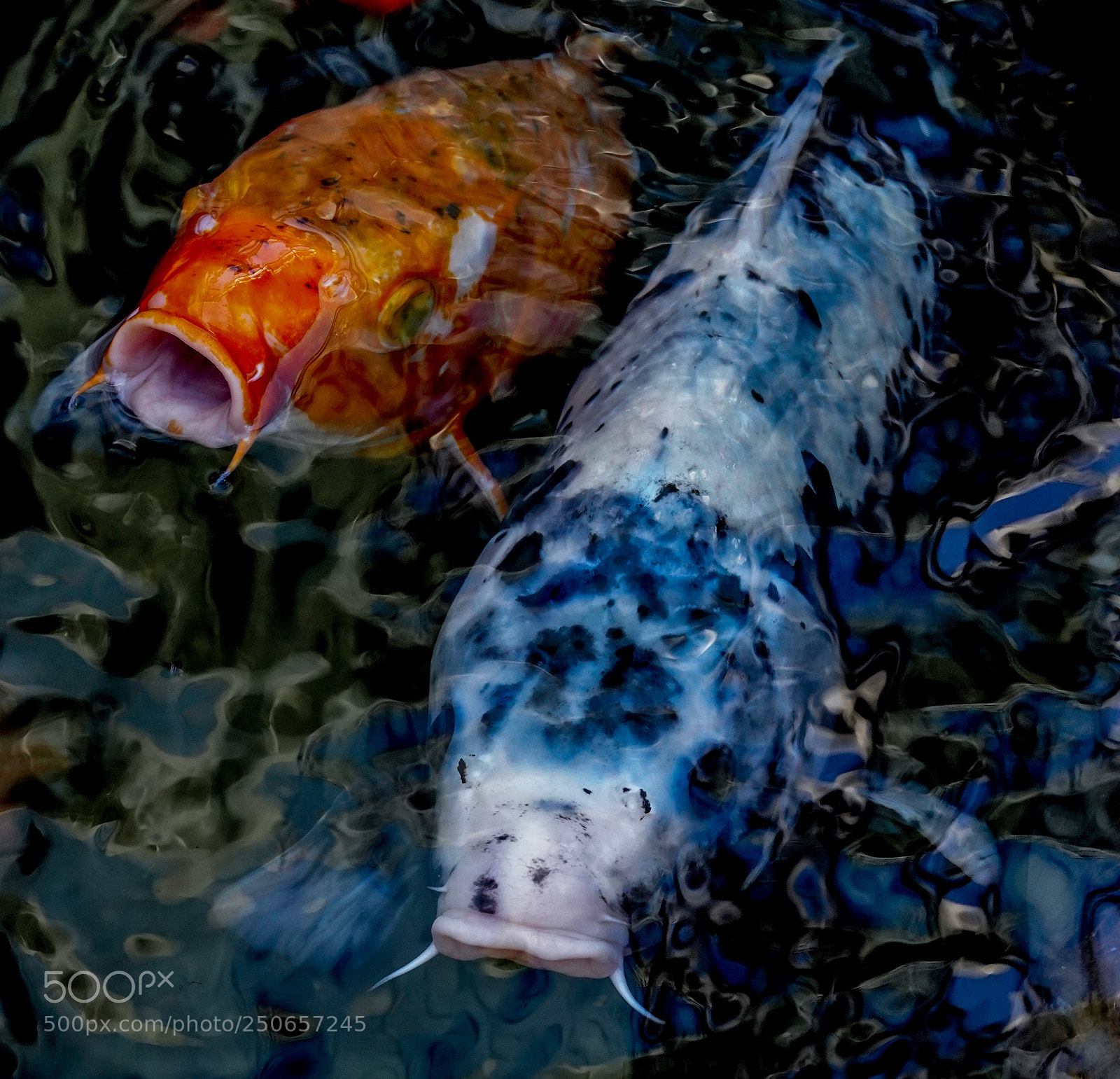 Sony a7R III sample photo. Orange and gray photography