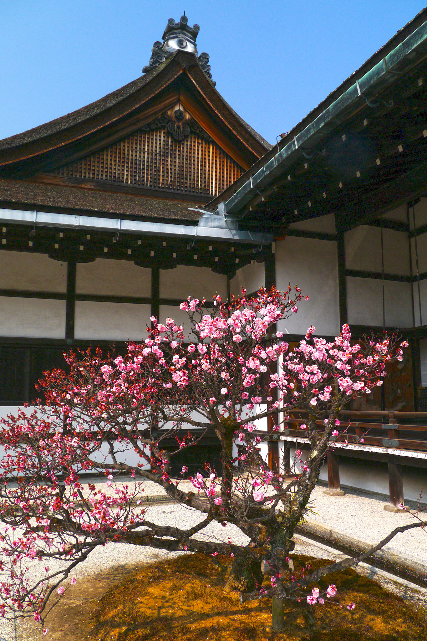 Panasonic Lumix DMC-GX1 sample photo. Spring in kyoto photography