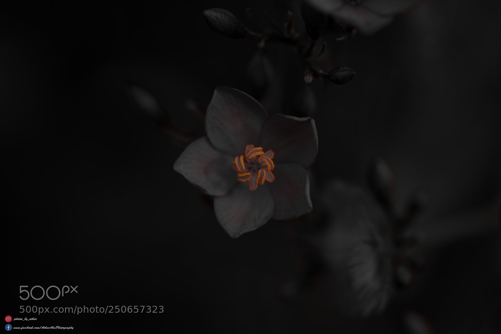 Nikon D850 sample photo. Dramatic photography