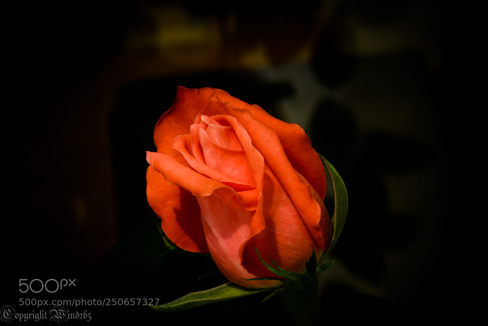 Nikon D810 sample photo. Untitled photography