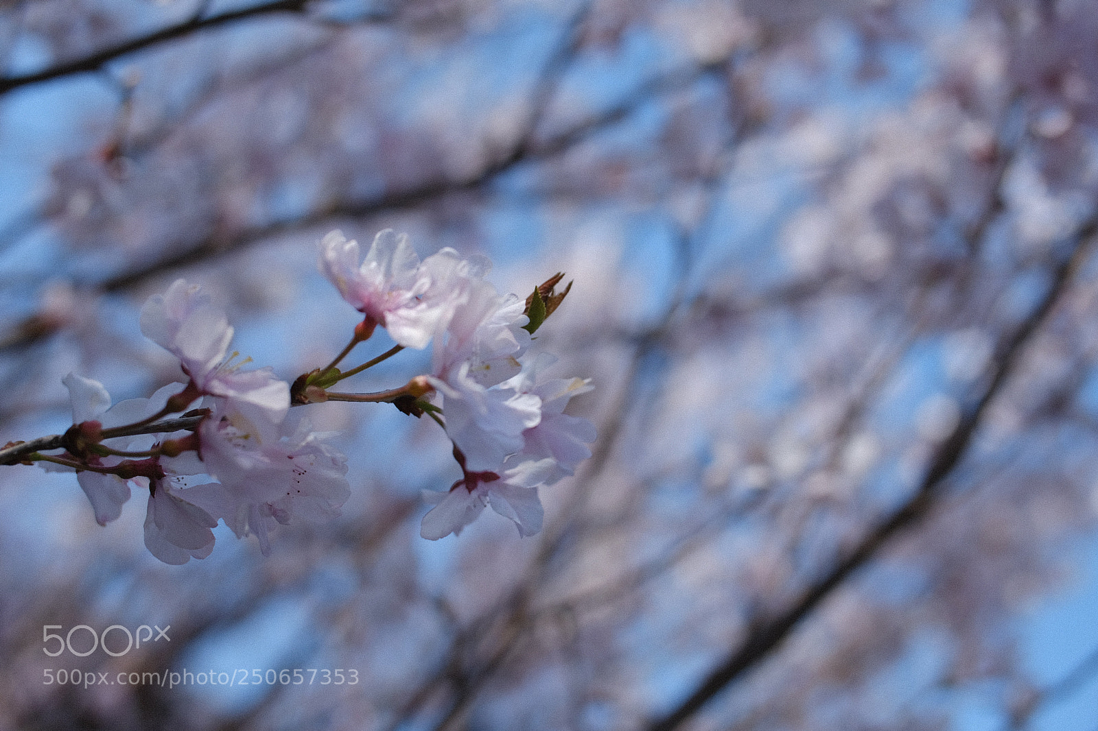 Fujifilm X-Pro2 sample photo. Untitled photography