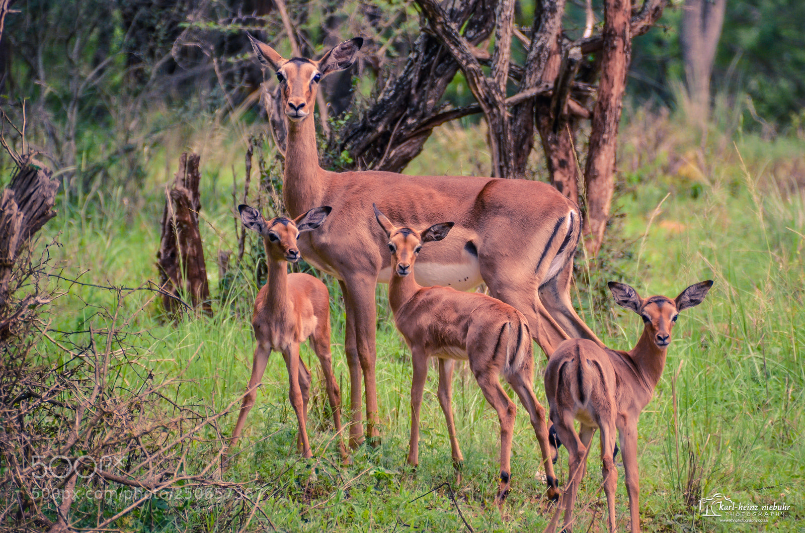 Nikon D5100 sample photo. Impala photography