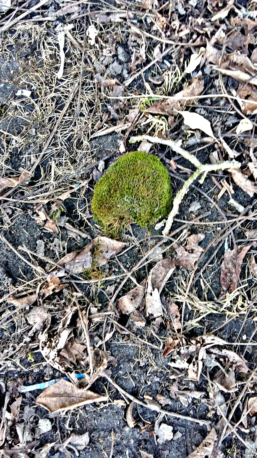 Samsung Galaxy A5 sample photo. Untitled photography