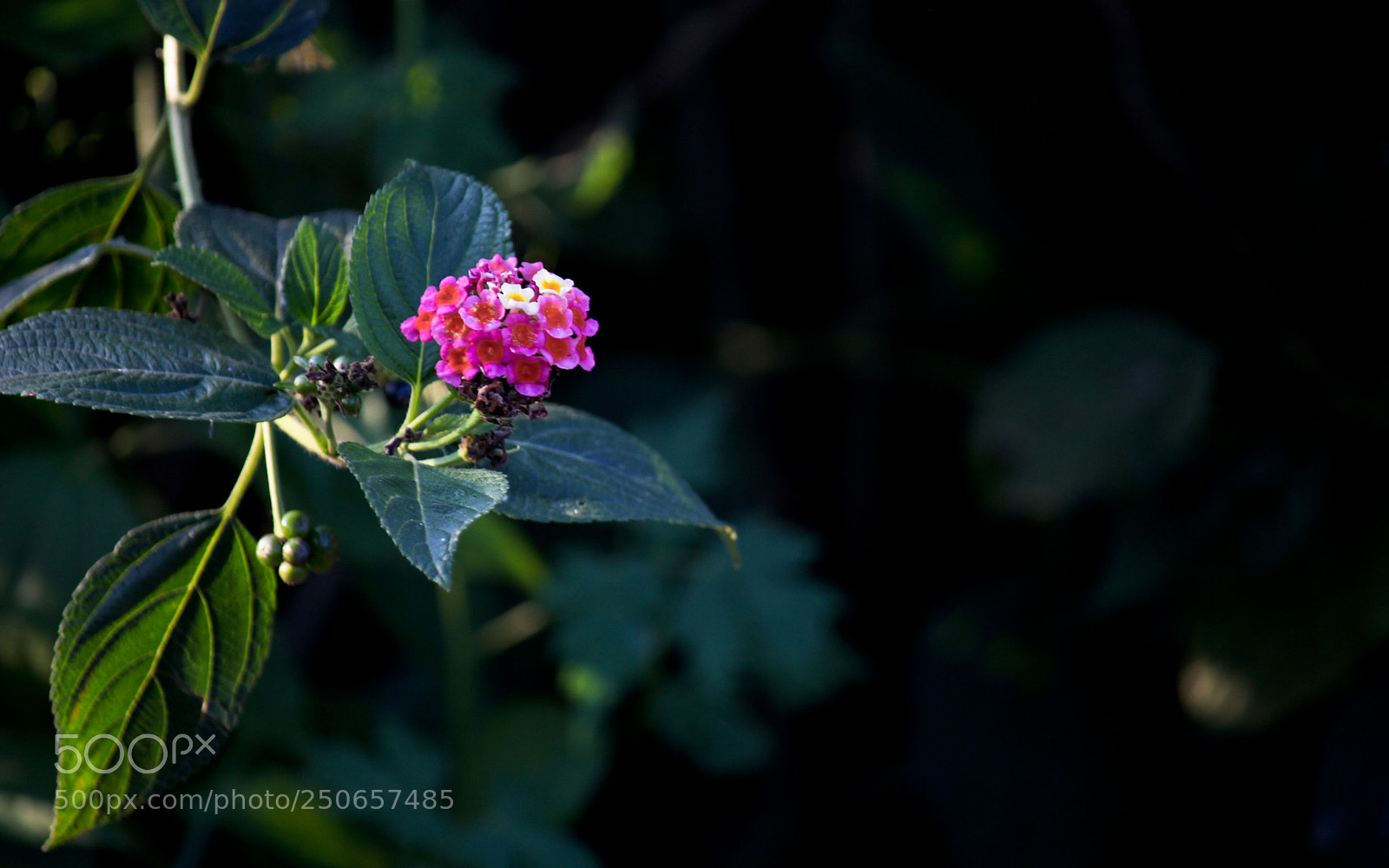Canon EOS 700D (EOS Rebel T5i / EOS Kiss X7i) sample photo. Flower photography