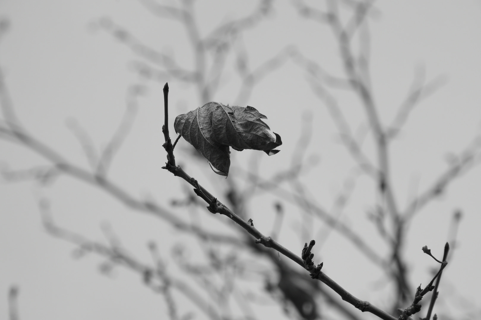 Nikon D5500 sample photo