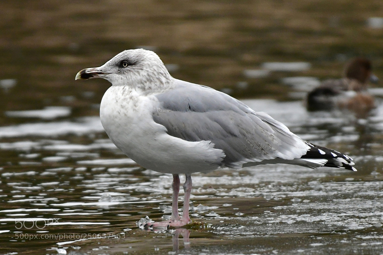 Nikon D500 sample photo. Seagull photography