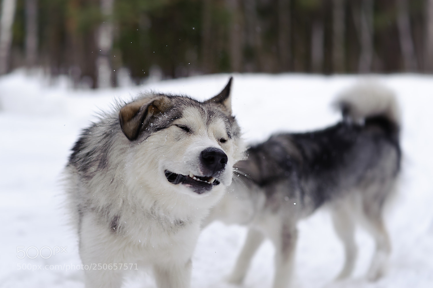 Nikon D700 sample photo. Игривые хаски photography