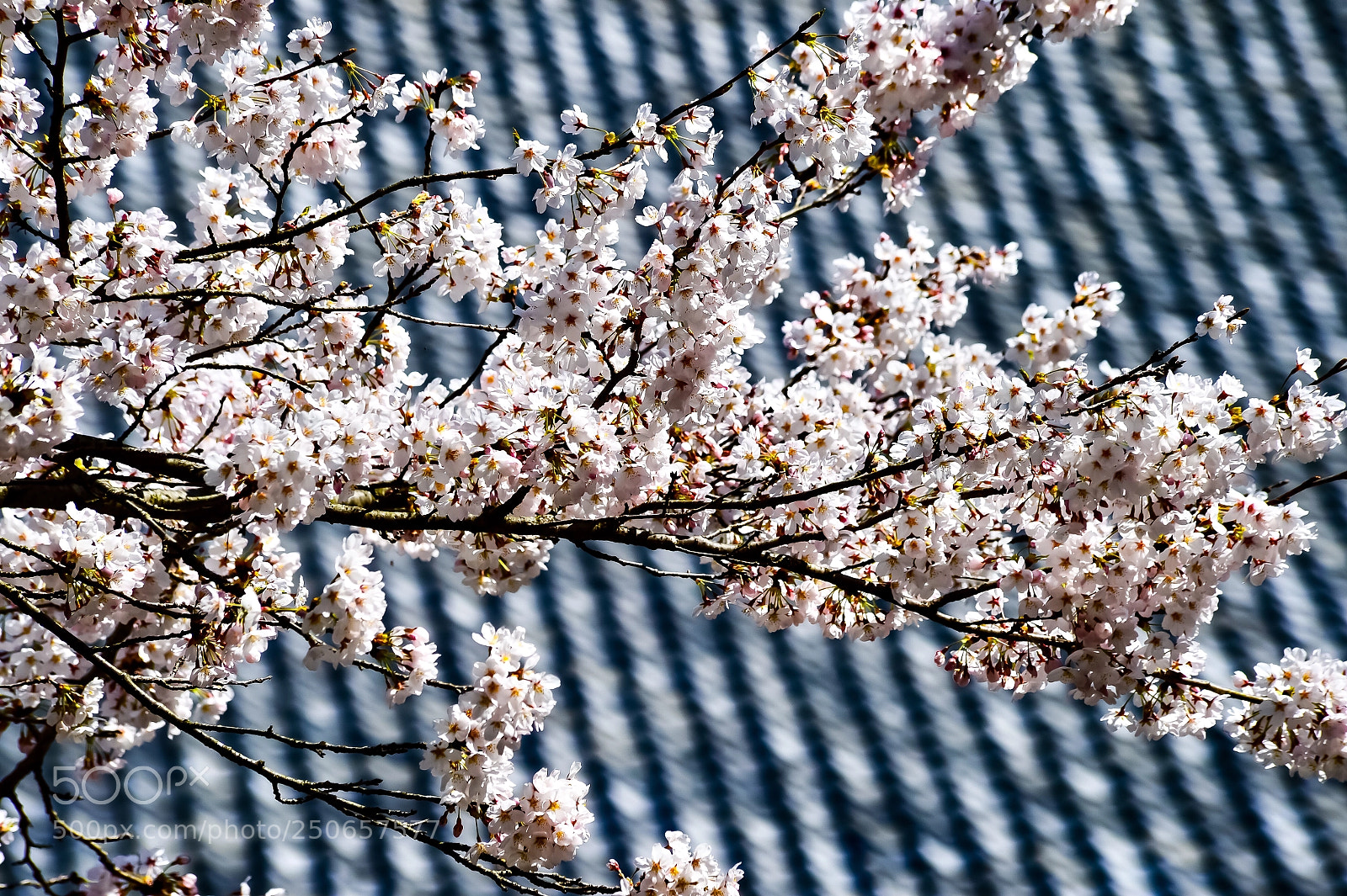 Nikon Df sample photo. The cherry blossoms photography