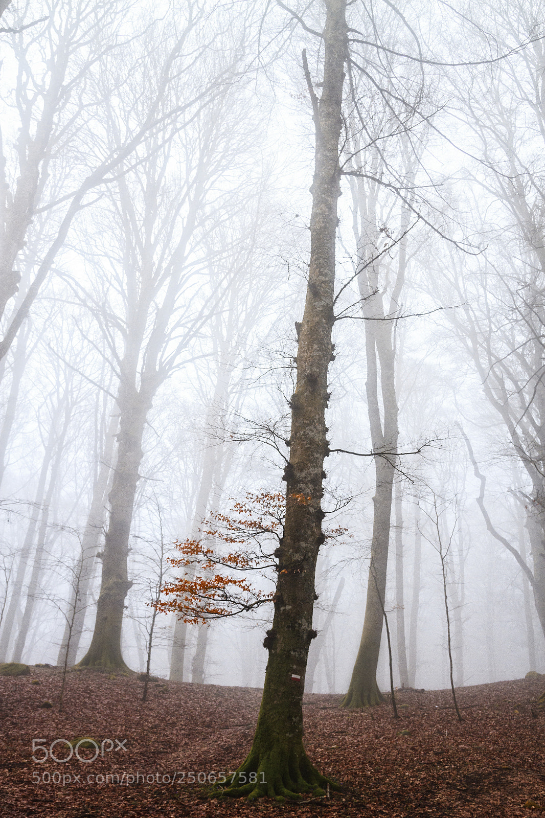 Canon EOS 7D sample photo. In the middle of photography