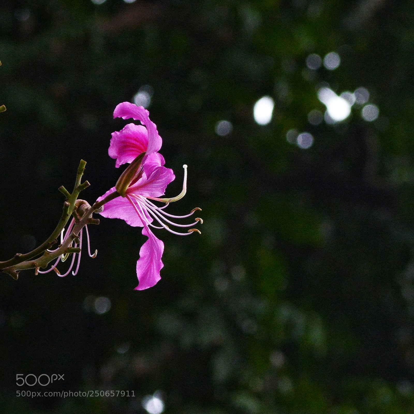 Nikon D7100 sample photo. Untitled photography