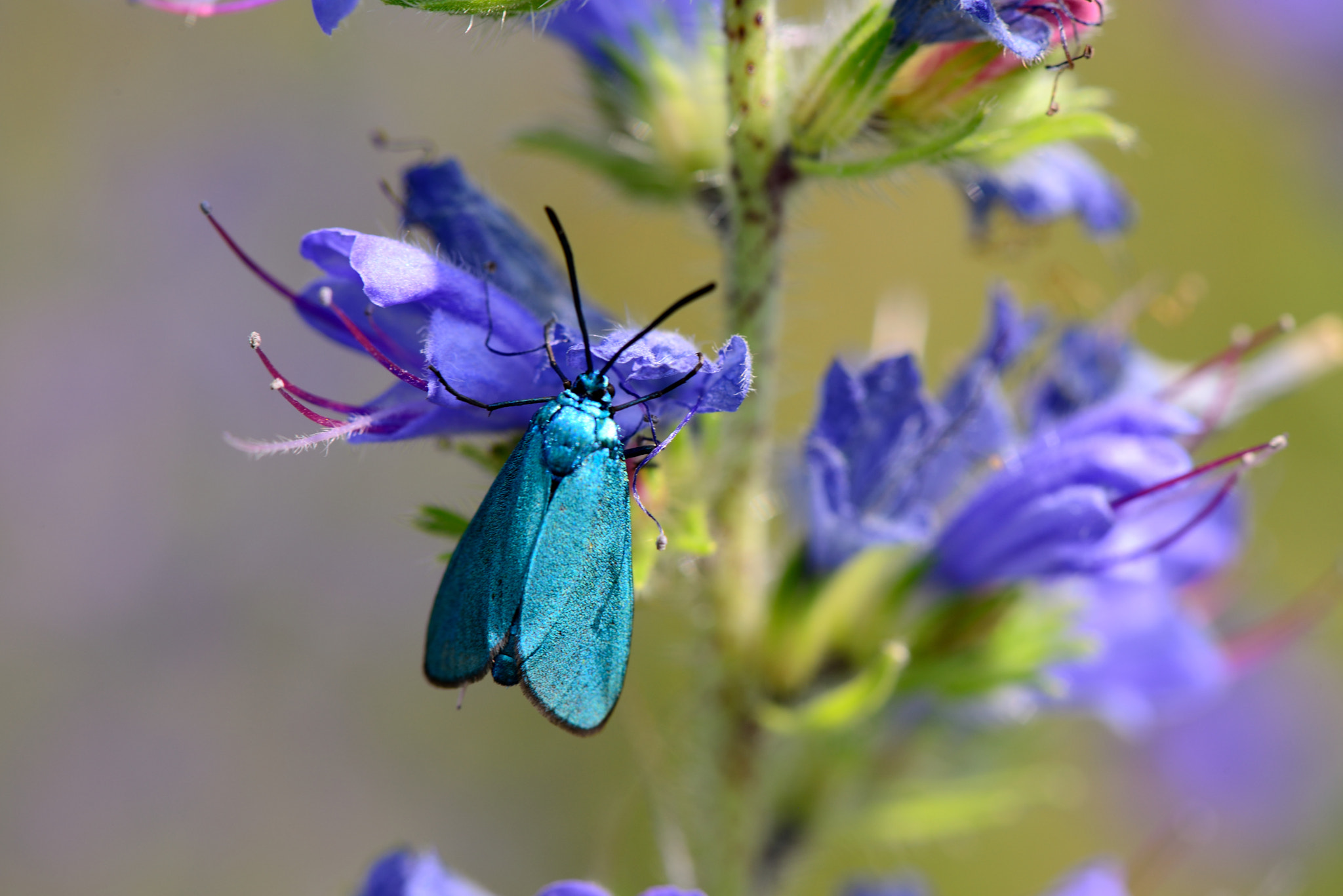 Nikon AF-S Micro-Nikkor 105mm F2.8G IF-ED VR sample photo. Adscita statices. photography