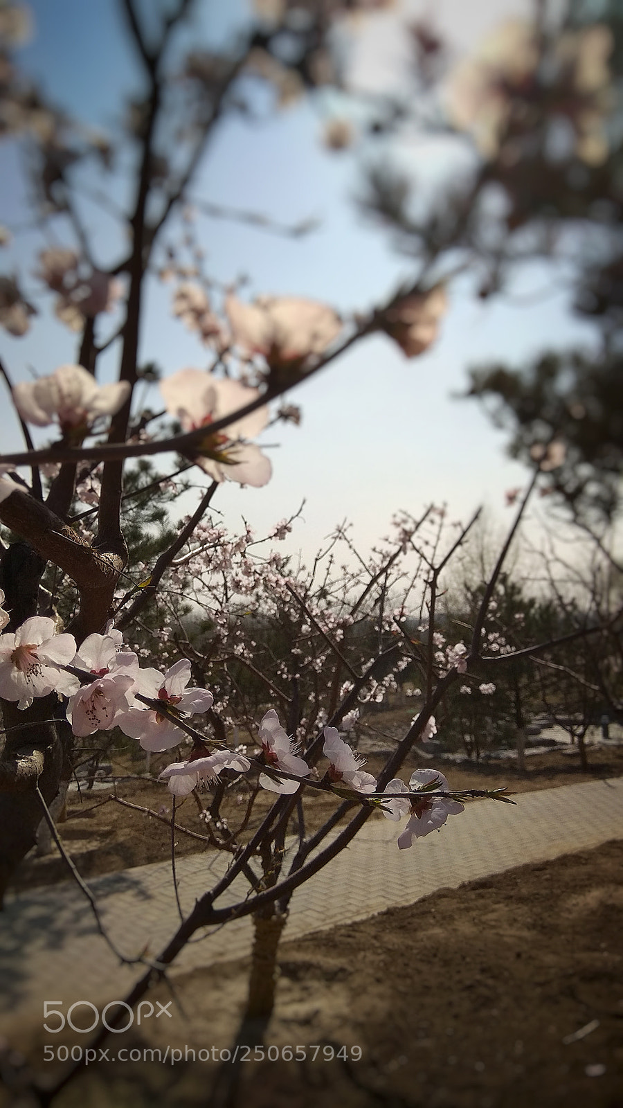 Xiaomi Redmi Note 4X sample photo. Untitled photography