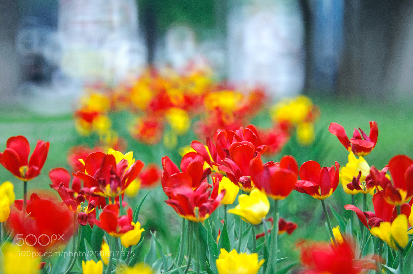 Nikon D300 sample photo. Цветы photography