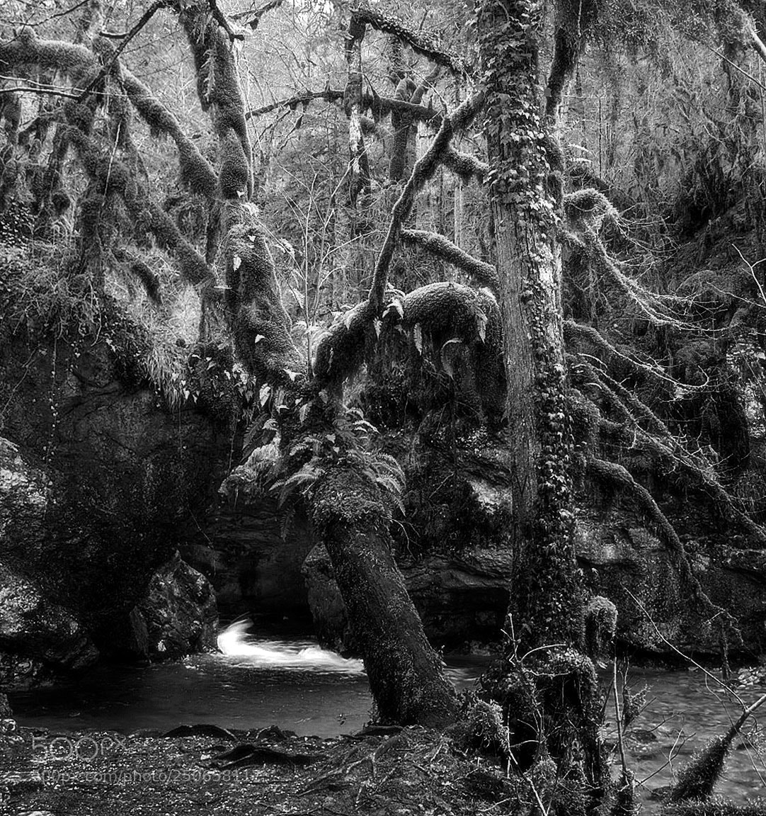 Sony ILCA-77M2 sample photo. Jungle mood in jura photography