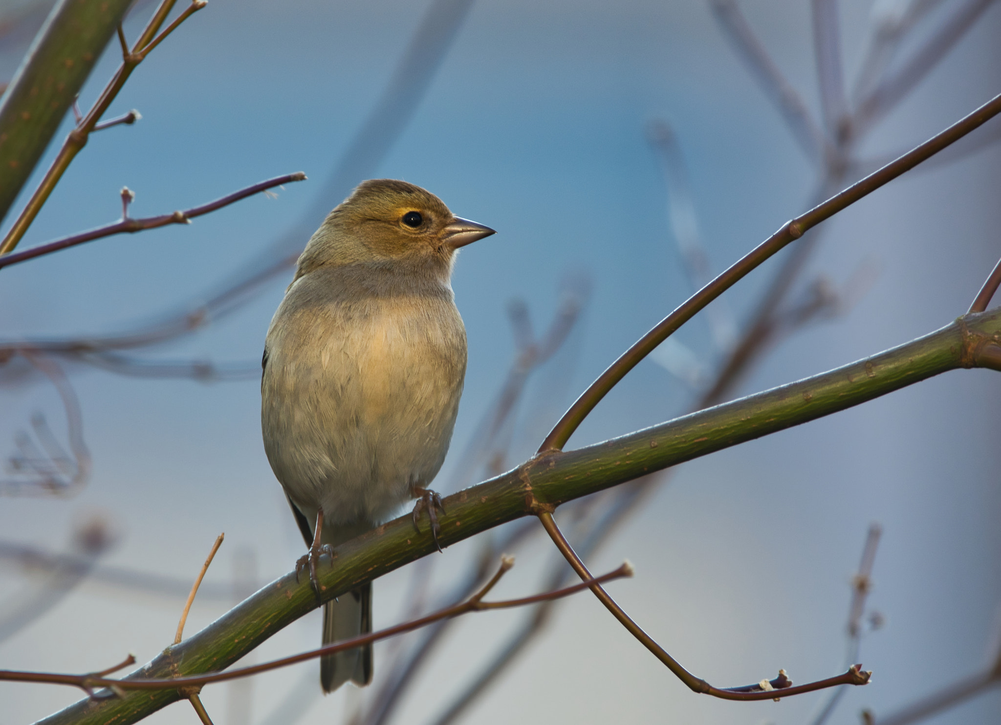 Sigma 150-600mm F5-6.3 DG OS HSM | C sample photo. At least there is a bit of light photography