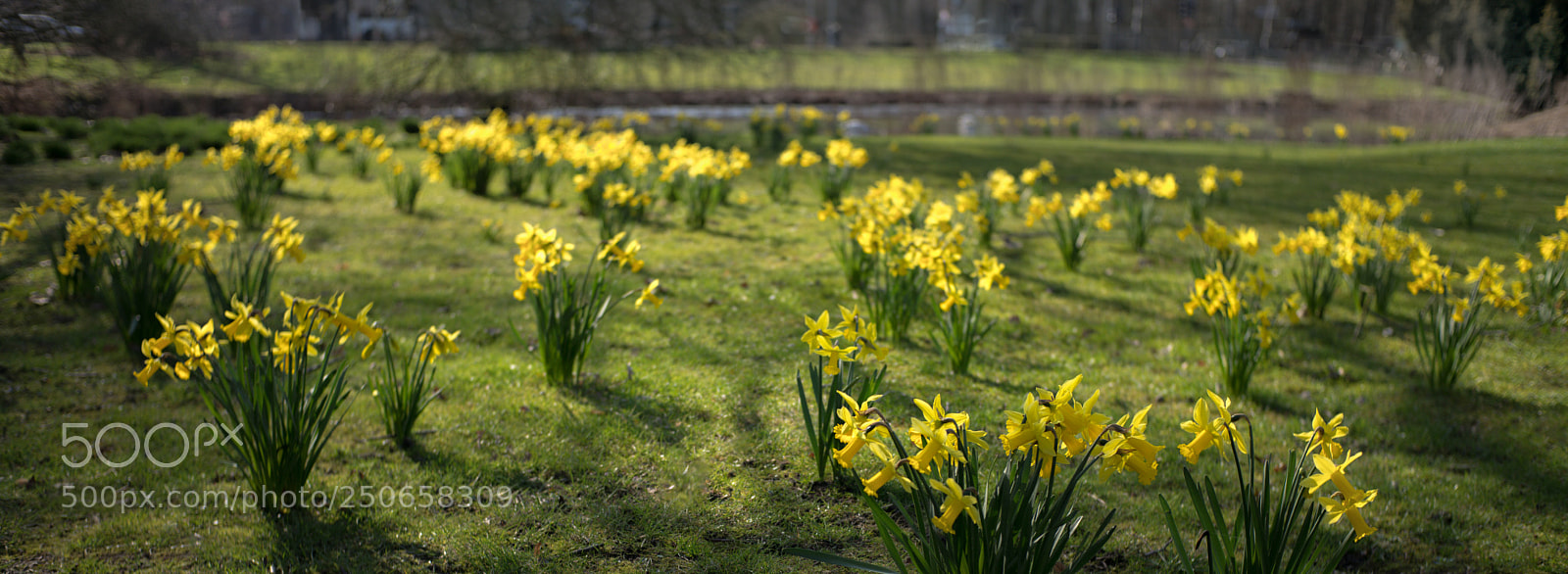 Leica M (Typ 240) sample photo. Welcome spring photography