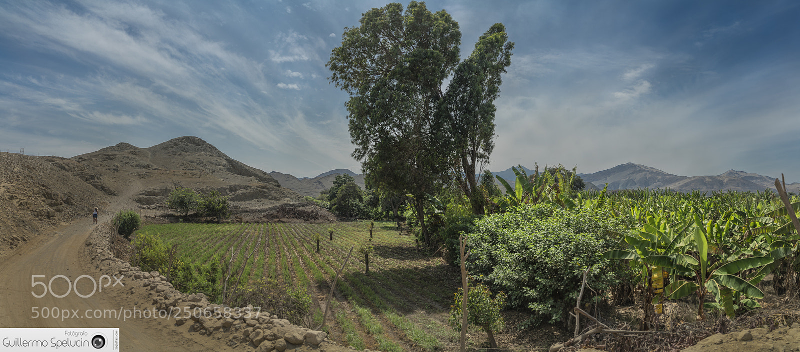 Sony a7R II sample photo. Plantations of huarmey photography