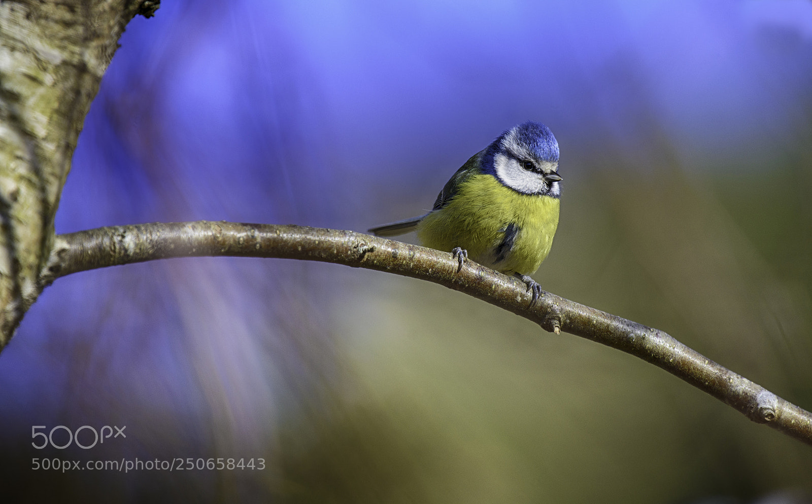 Nikon D800 sample photo. Cyanistes caeruleus photography