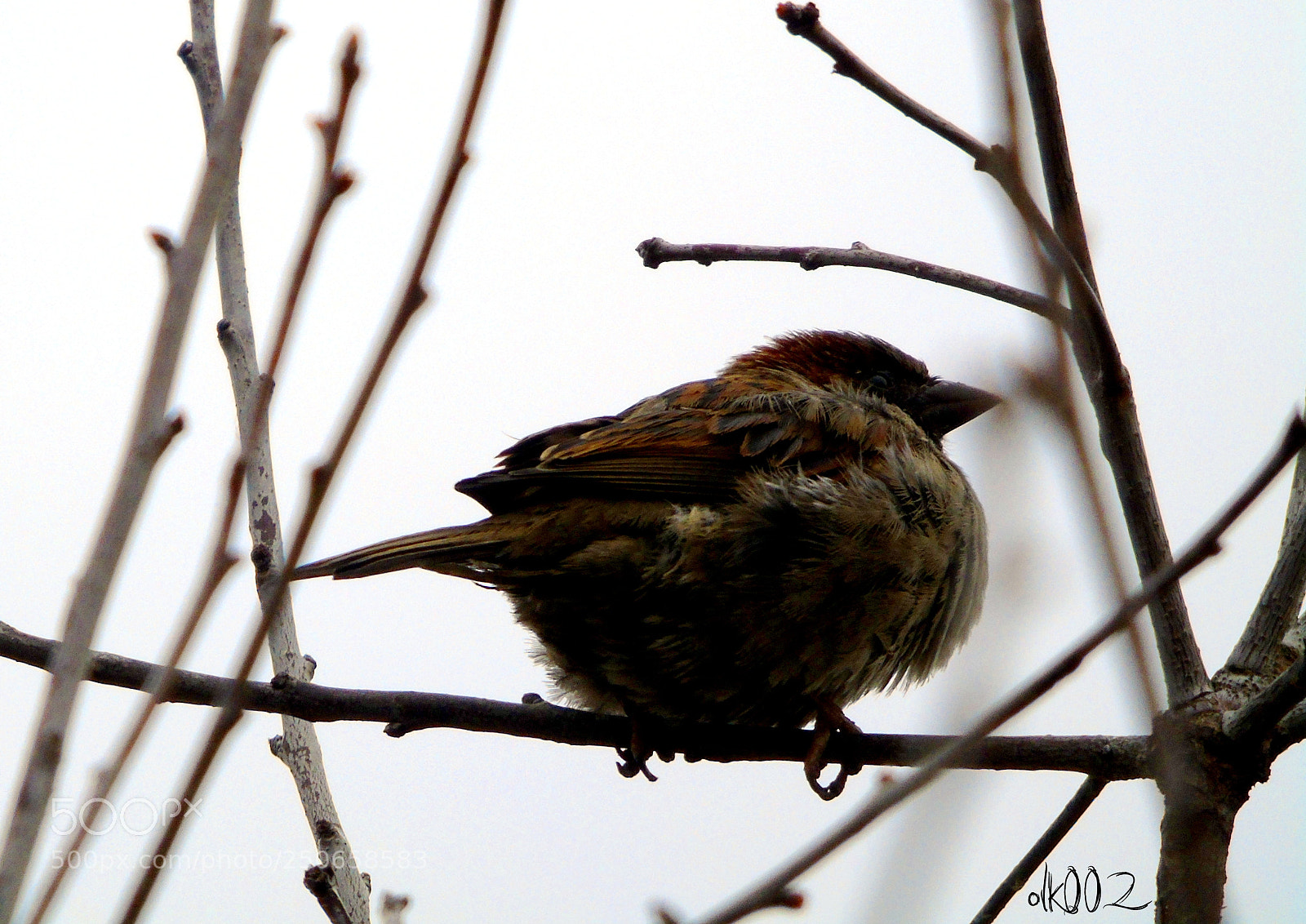 Sony Cyber-shot DSC-H400 sample photo. Sparrow ;3 photography