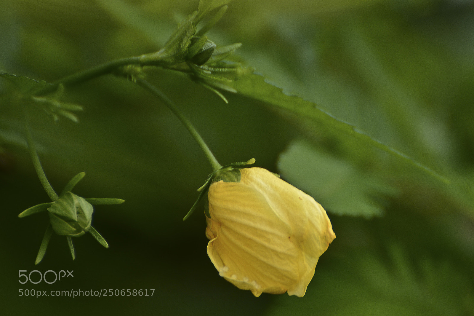 Nikon D7100 sample photo. Pequeno detalhe. grande beleza. photography