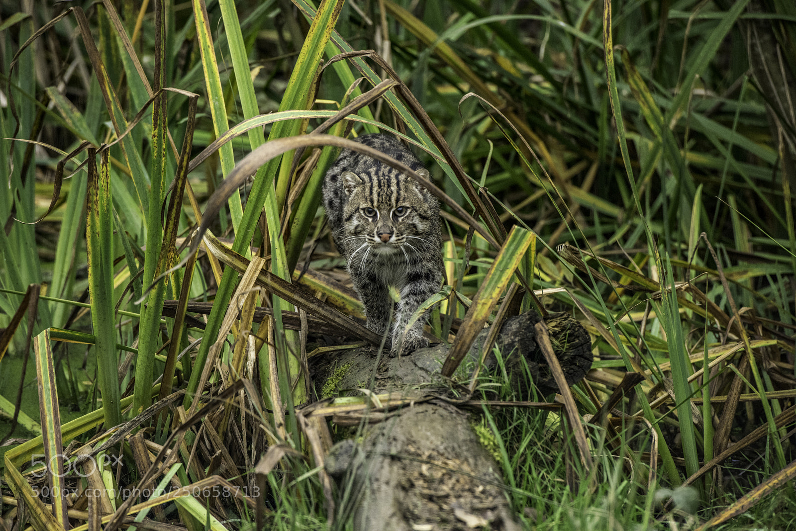 Nikon D810 sample photo. Fishing cat photography