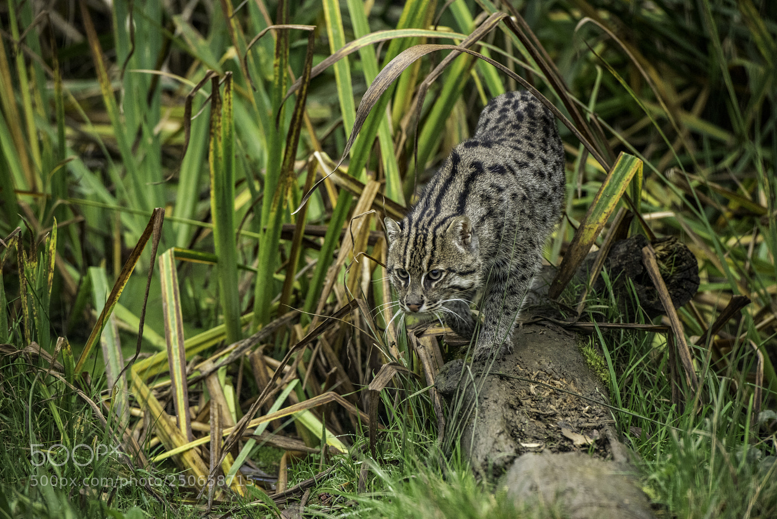 Nikon D810 sample photo. Fishing cat photography