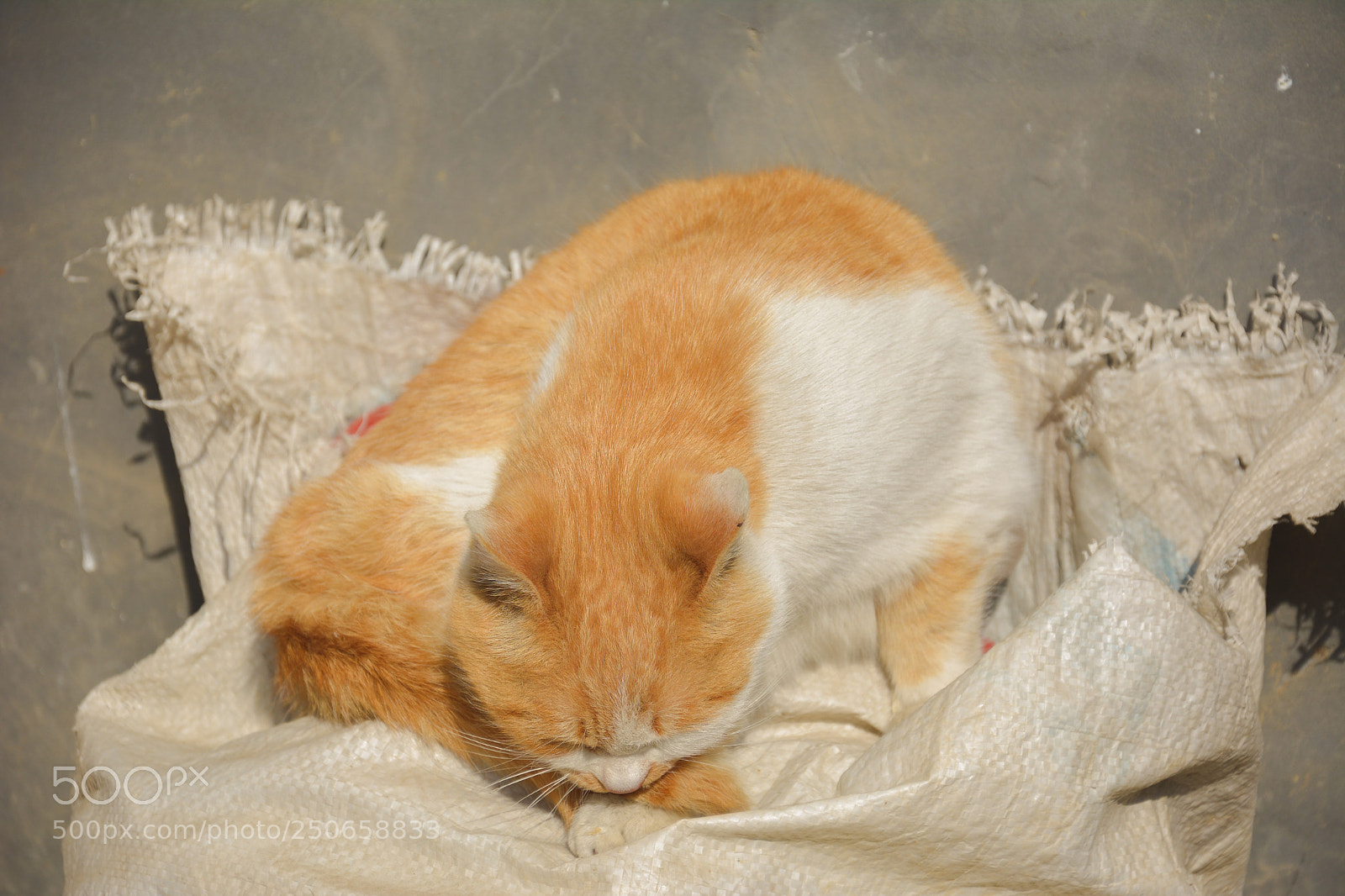 Nikon D7100 sample photo. Cat photography