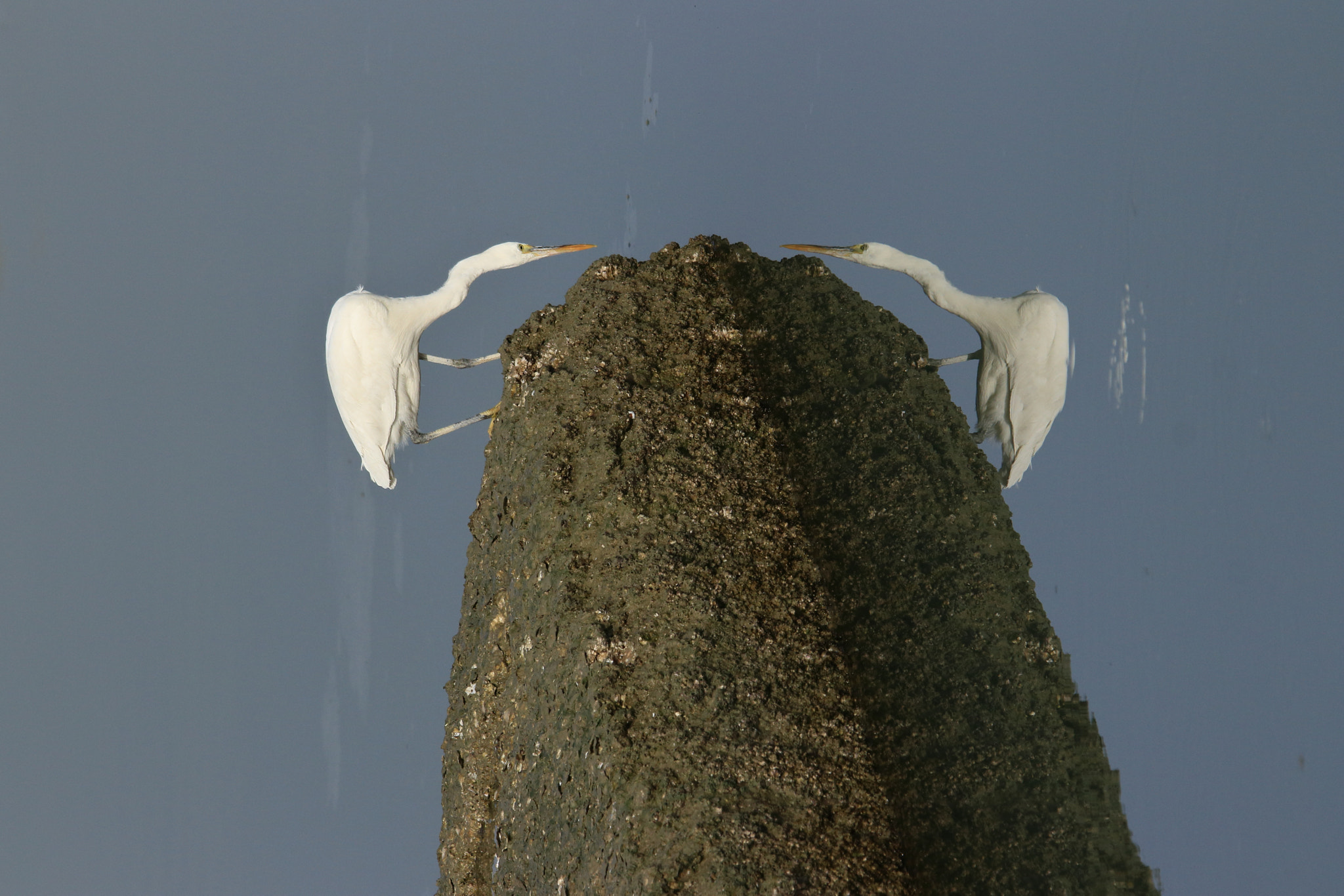 Tamron SP 150-600mm F5-6.3 Di VC USD sample photo. Twins photography