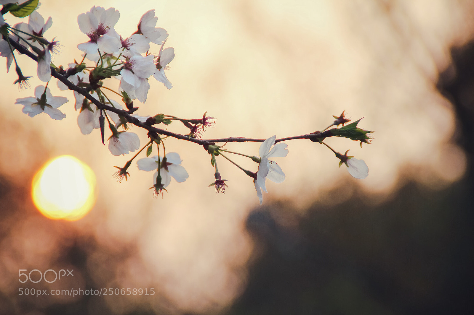 Canon EOS 600D (Rebel EOS T3i / EOS Kiss X5) sample photo. Cherry blossom photography