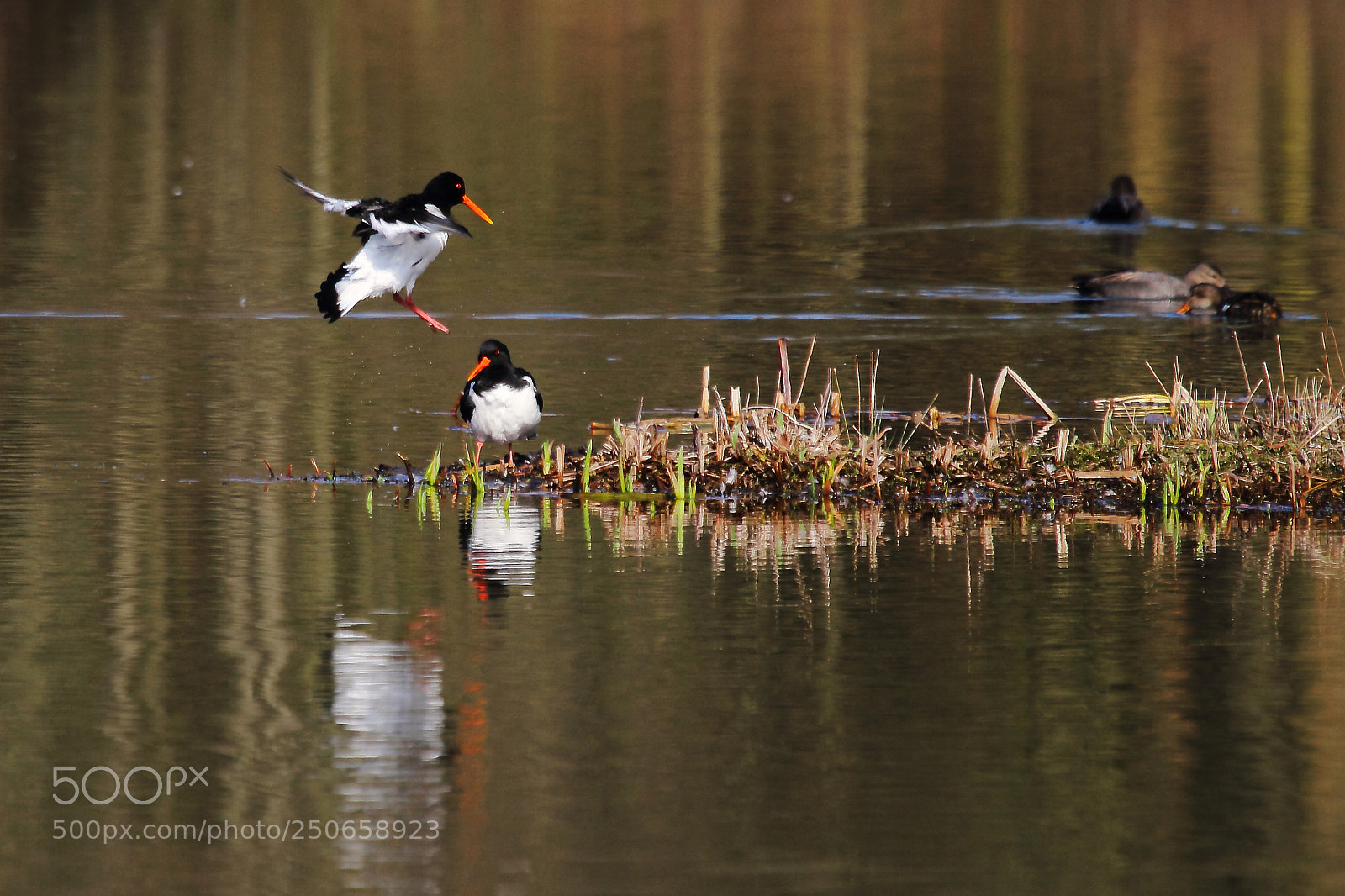 Canon EOS 7D sample photo. Haematopus ostralegus, scholekster photography