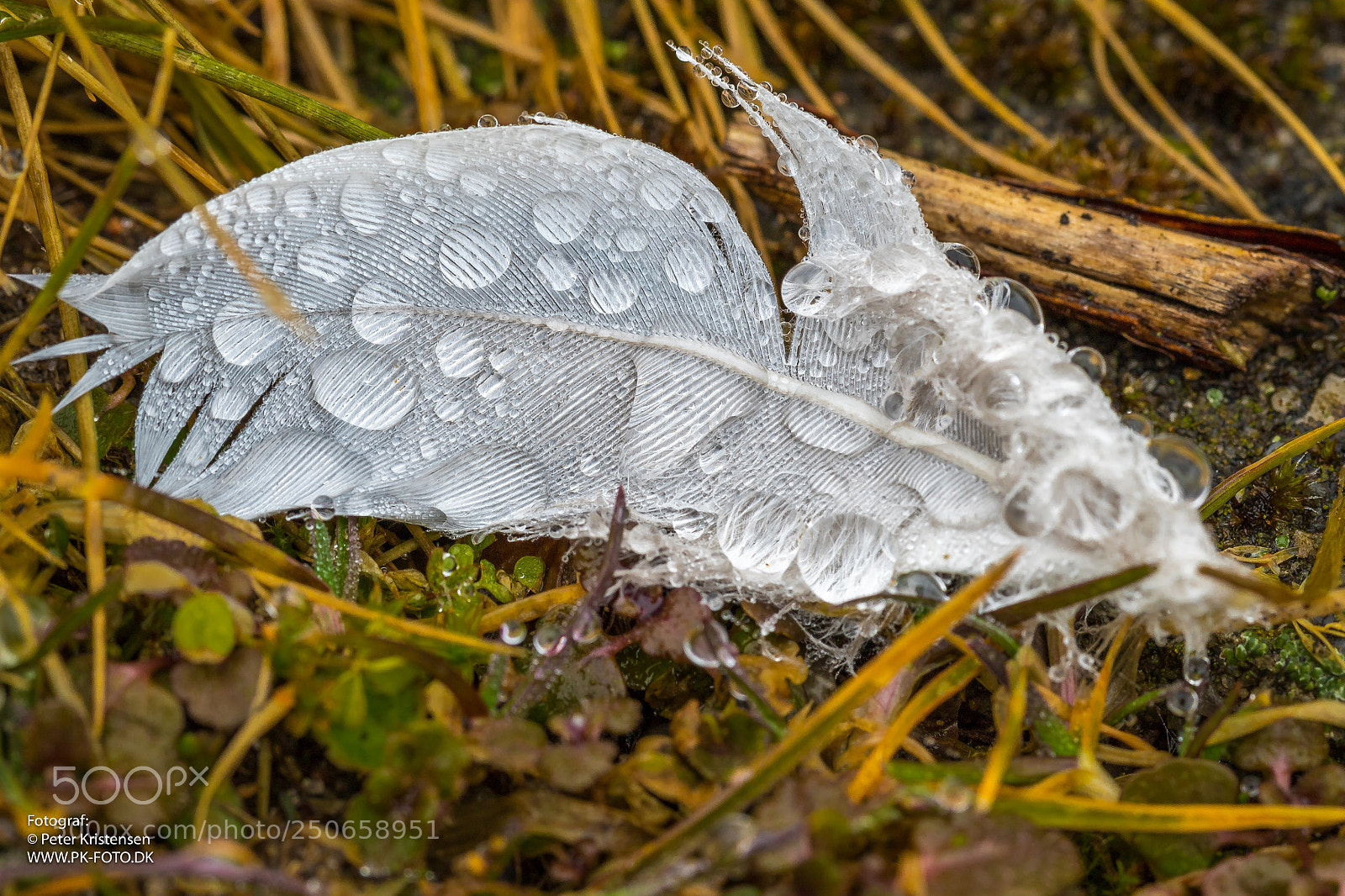 Canon EOS 6D Mark II sample photo. Feather in the rain photography