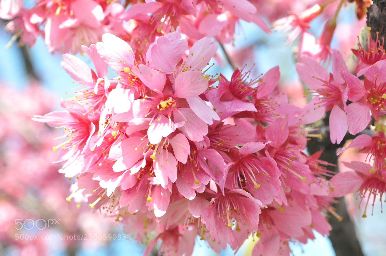 Nikon D5000 sample photo. Buongiorno photography