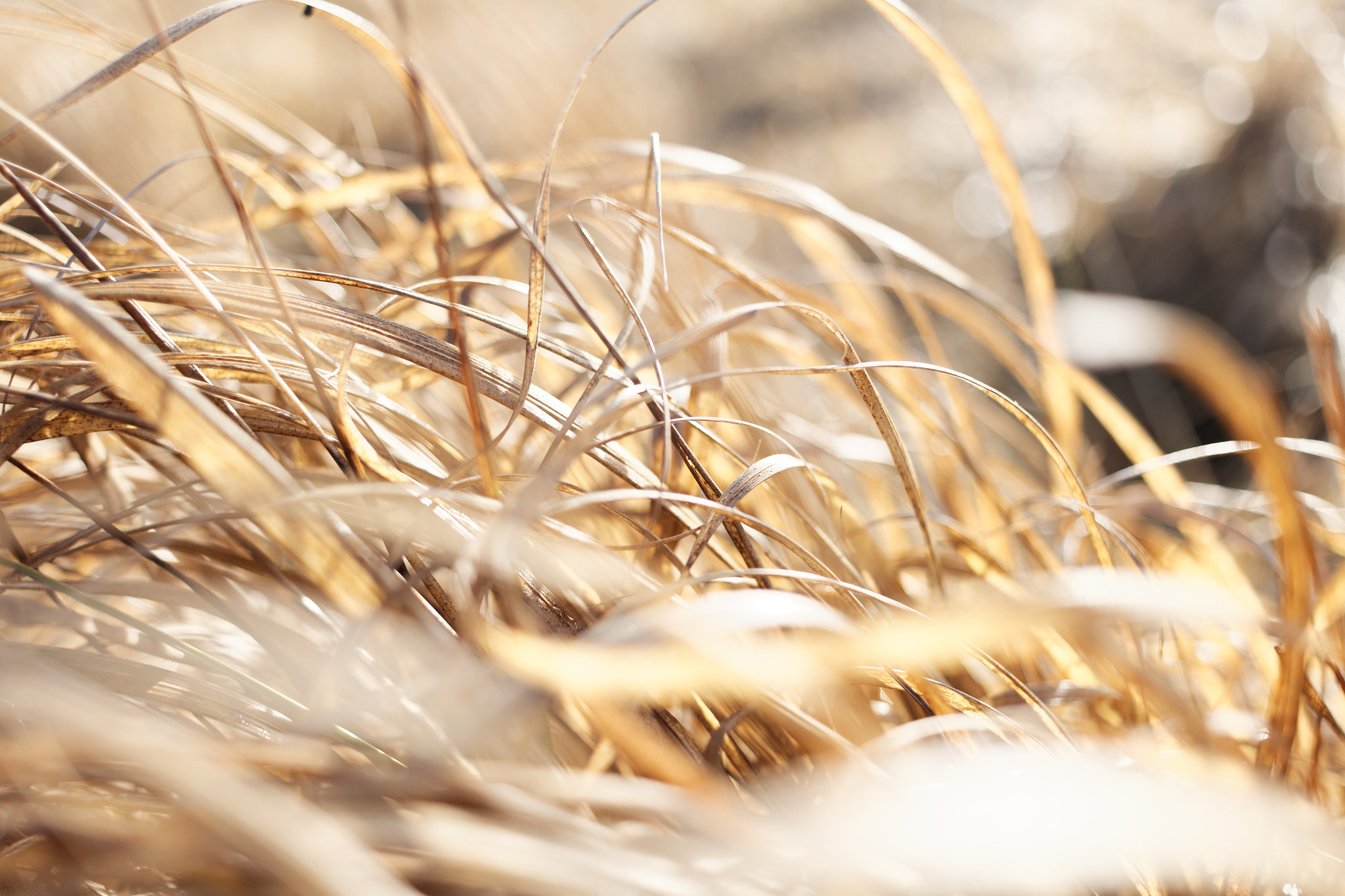 Canon EF-S 24mm F2.8 STM sample photo. December sun photography