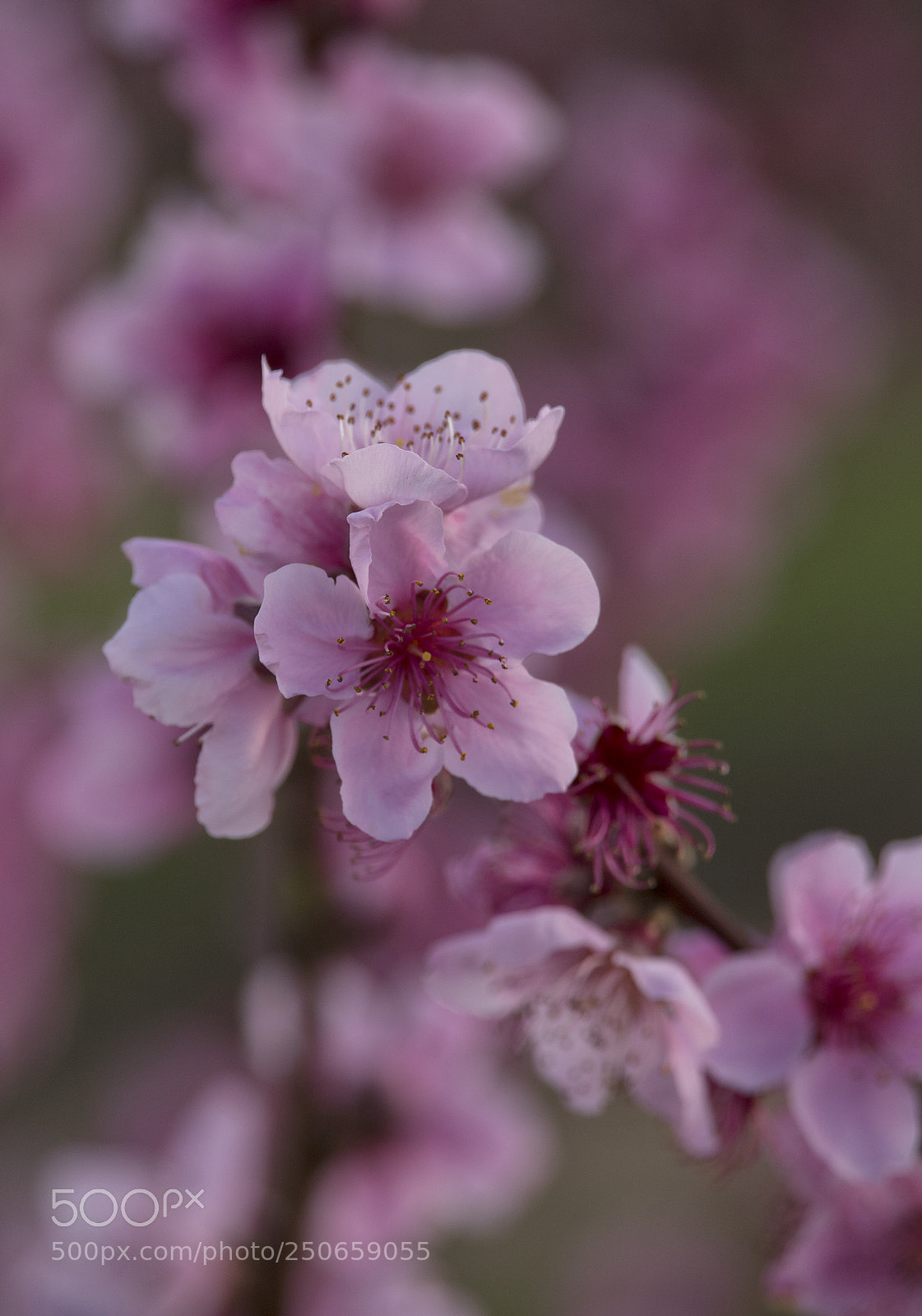 Canon EOS 6D Mark II sample photo. Peach tree in blossom photography