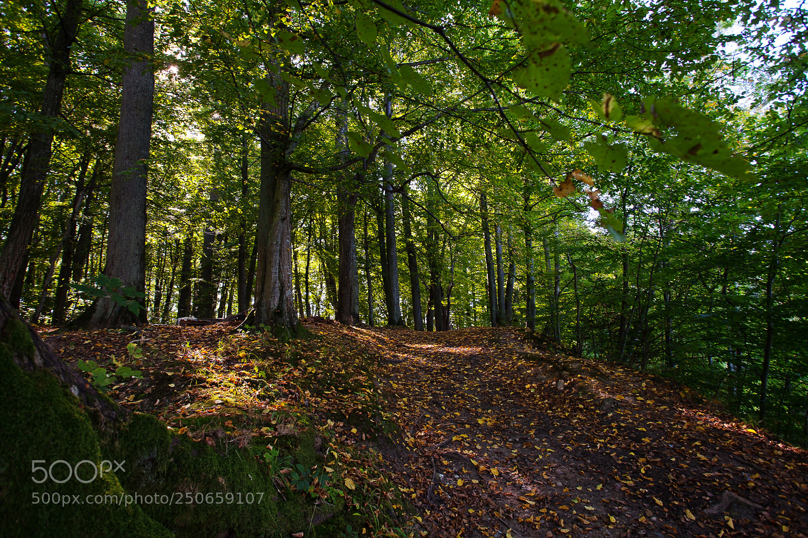Canon EOS 5D Mark II sample photo. Old trees in the photography