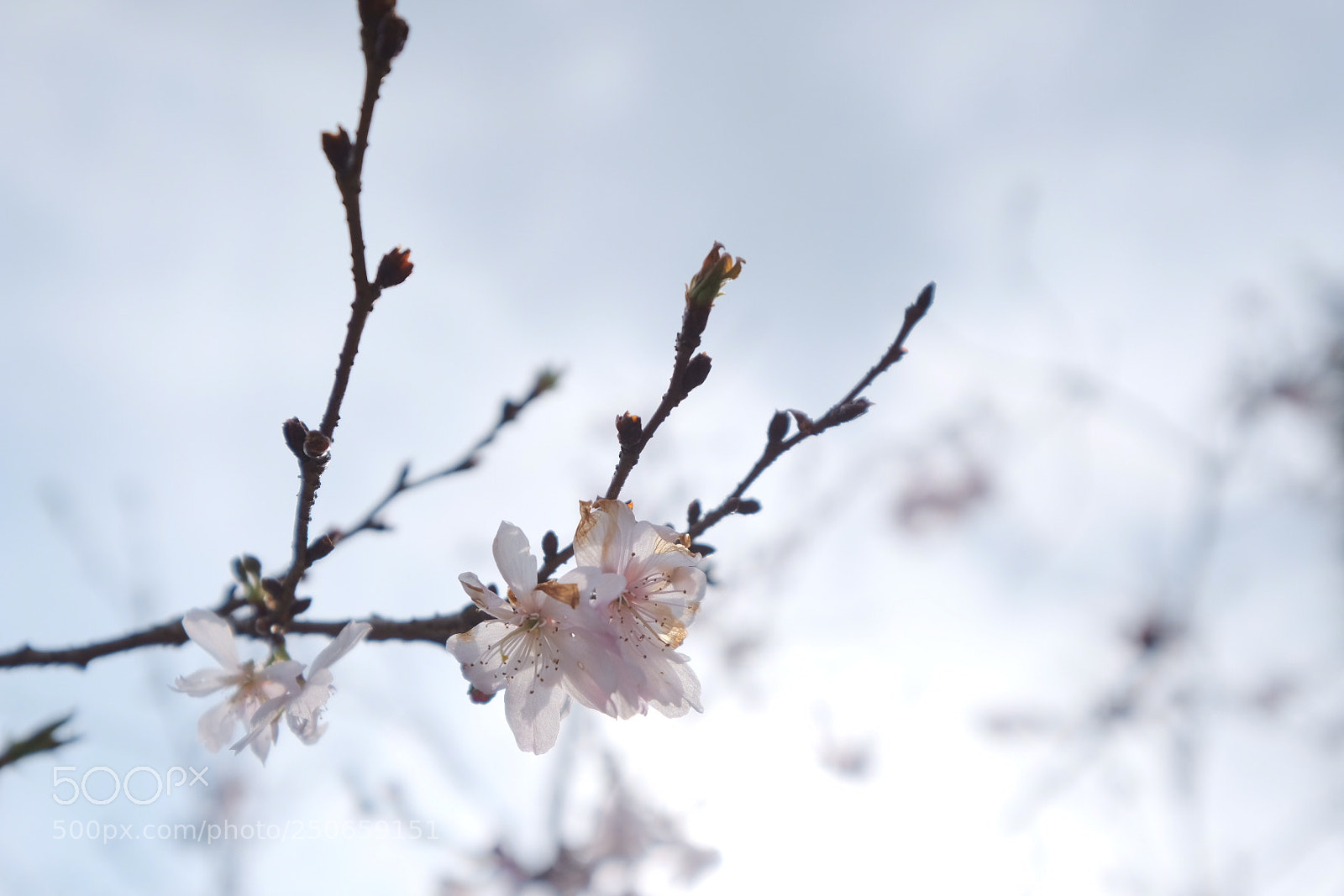 Fujifilm X-H1 sample photo. Autumnalis photography