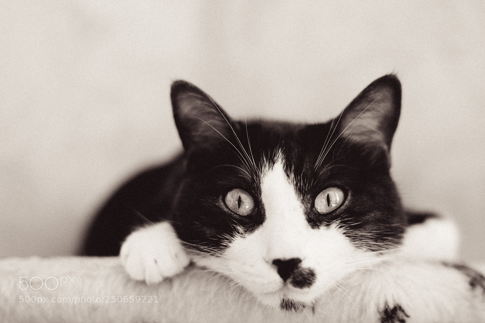 Nikon D610 sample photo. Black white mood of photography