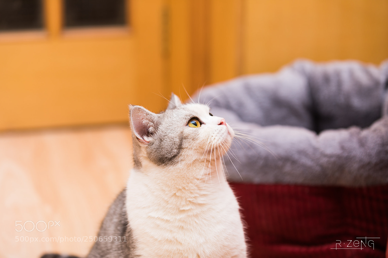 Canon EOS 5D Mark IV sample photo. Call me huahua photography