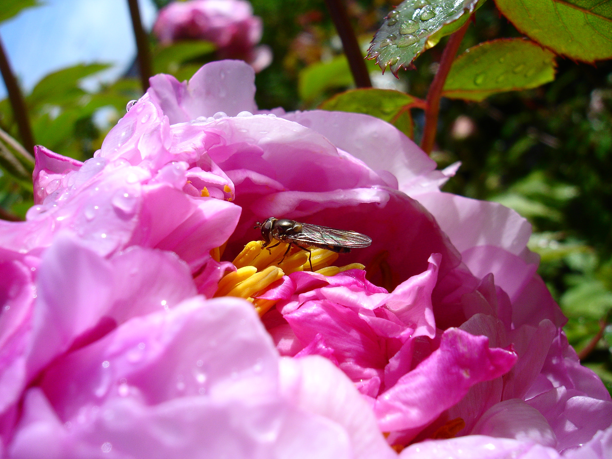 Sony DSC-P150 sample photo. Lil wasp photography