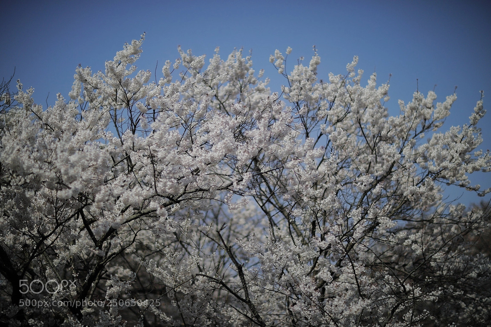 Canon EOS 5D Mark IV sample photo. Untitled photography