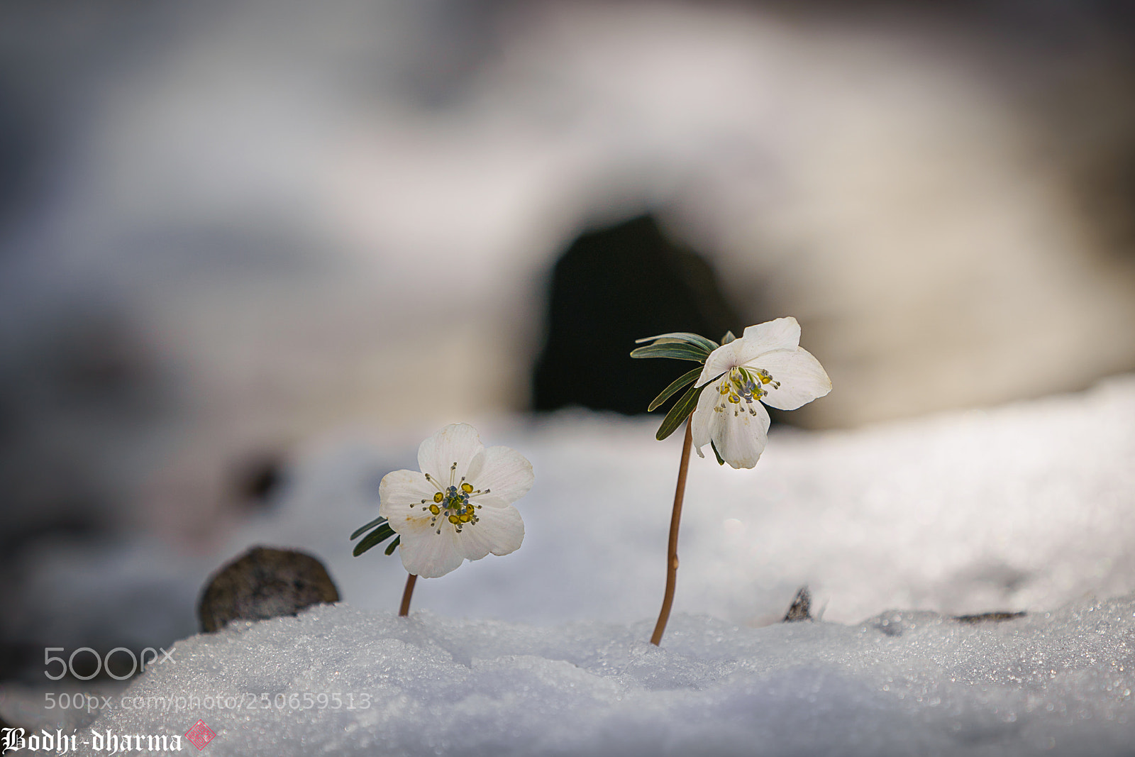 Sony a9 sample photo. Snowy flowers photography