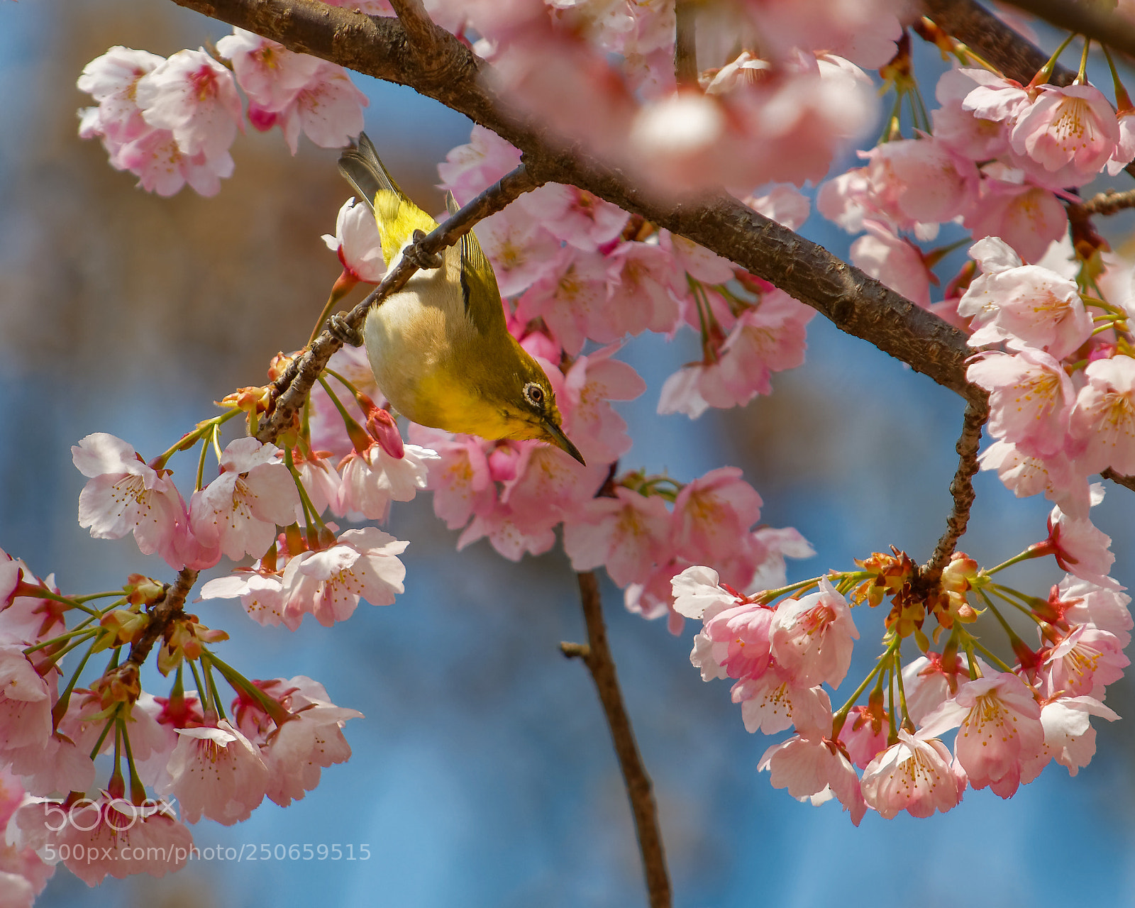 Nikon D500 sample photo. White-eye on the cherry photography