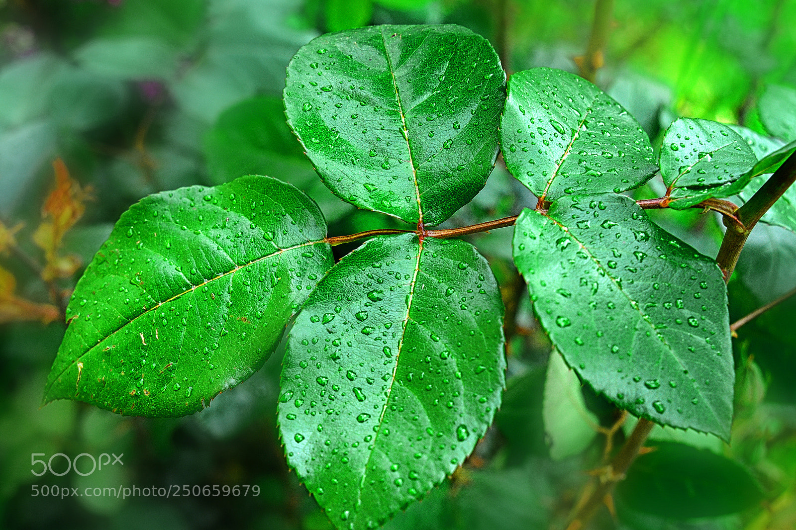 Nikon D300 sample photo. Leaf photography