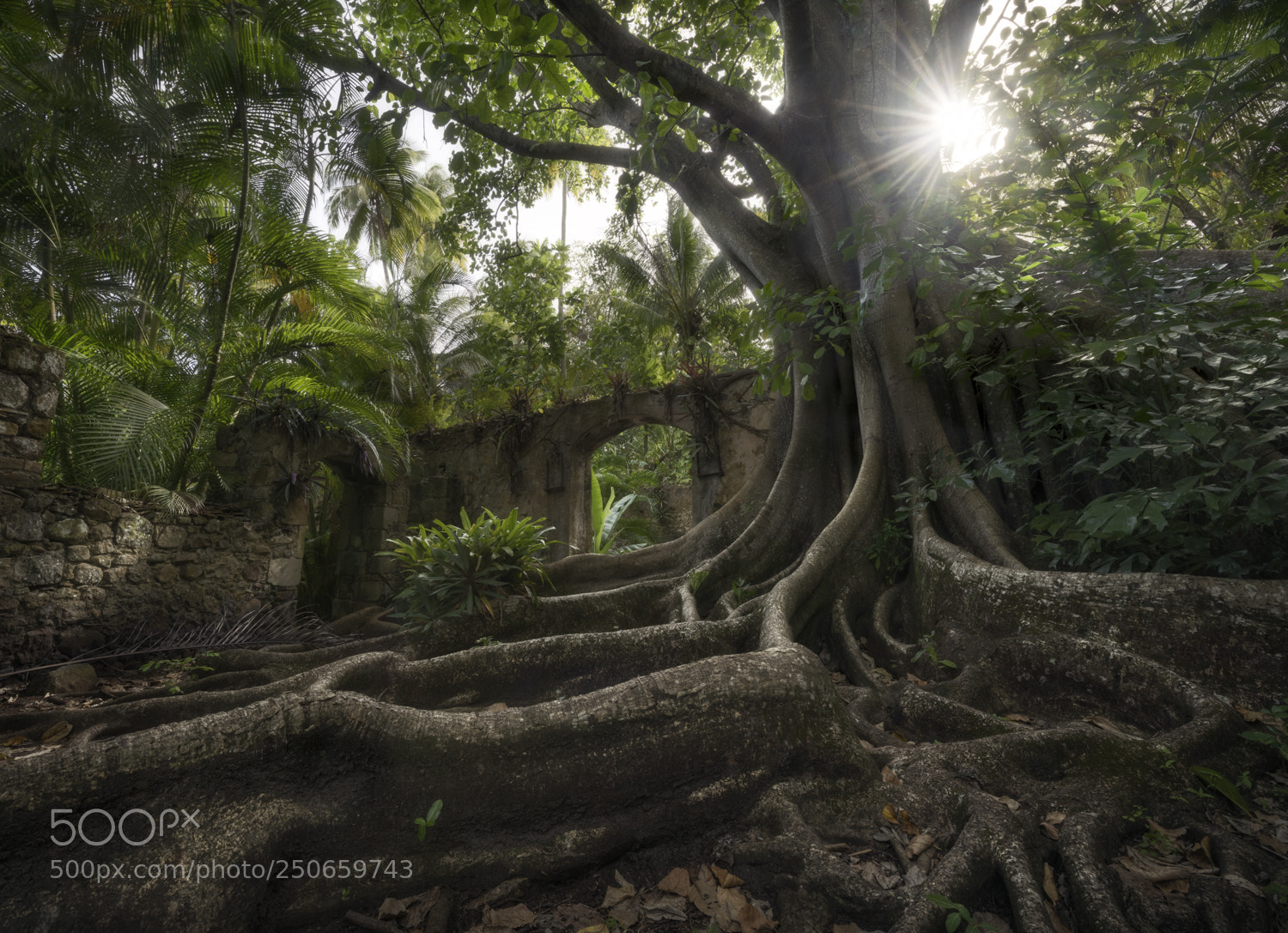 Nikon D810 sample photo. Nature's grasp. photography