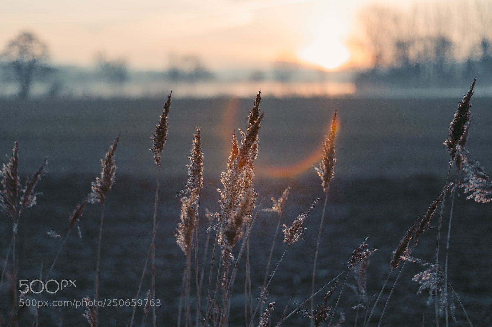 Nikon D5000 sample photo. Morning come photography
