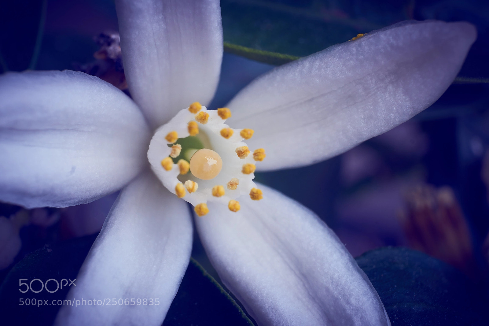 Sony a6000 sample photo. Spring exploding photography