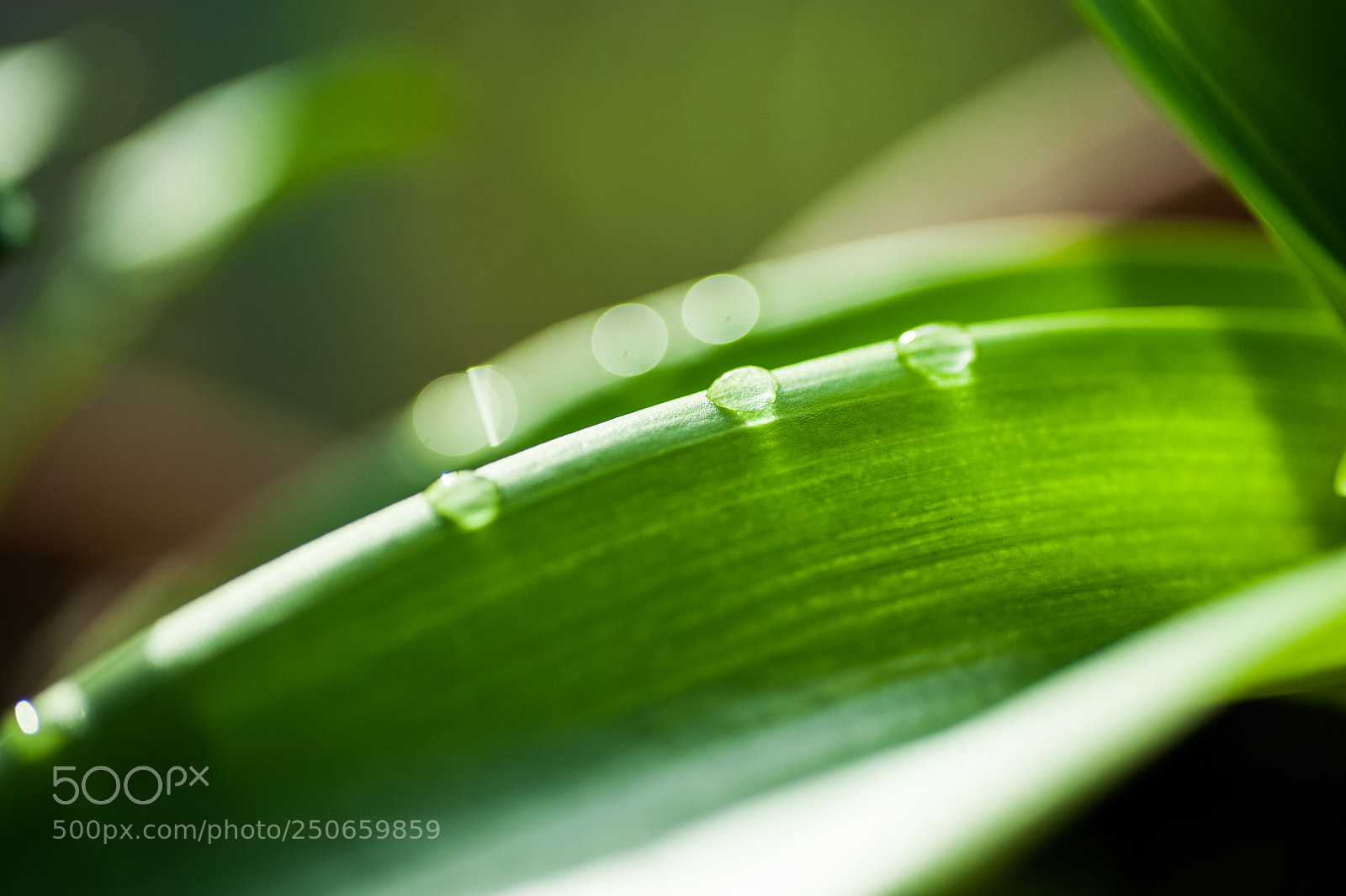 Nikon D700 sample photo. Morning drops photography