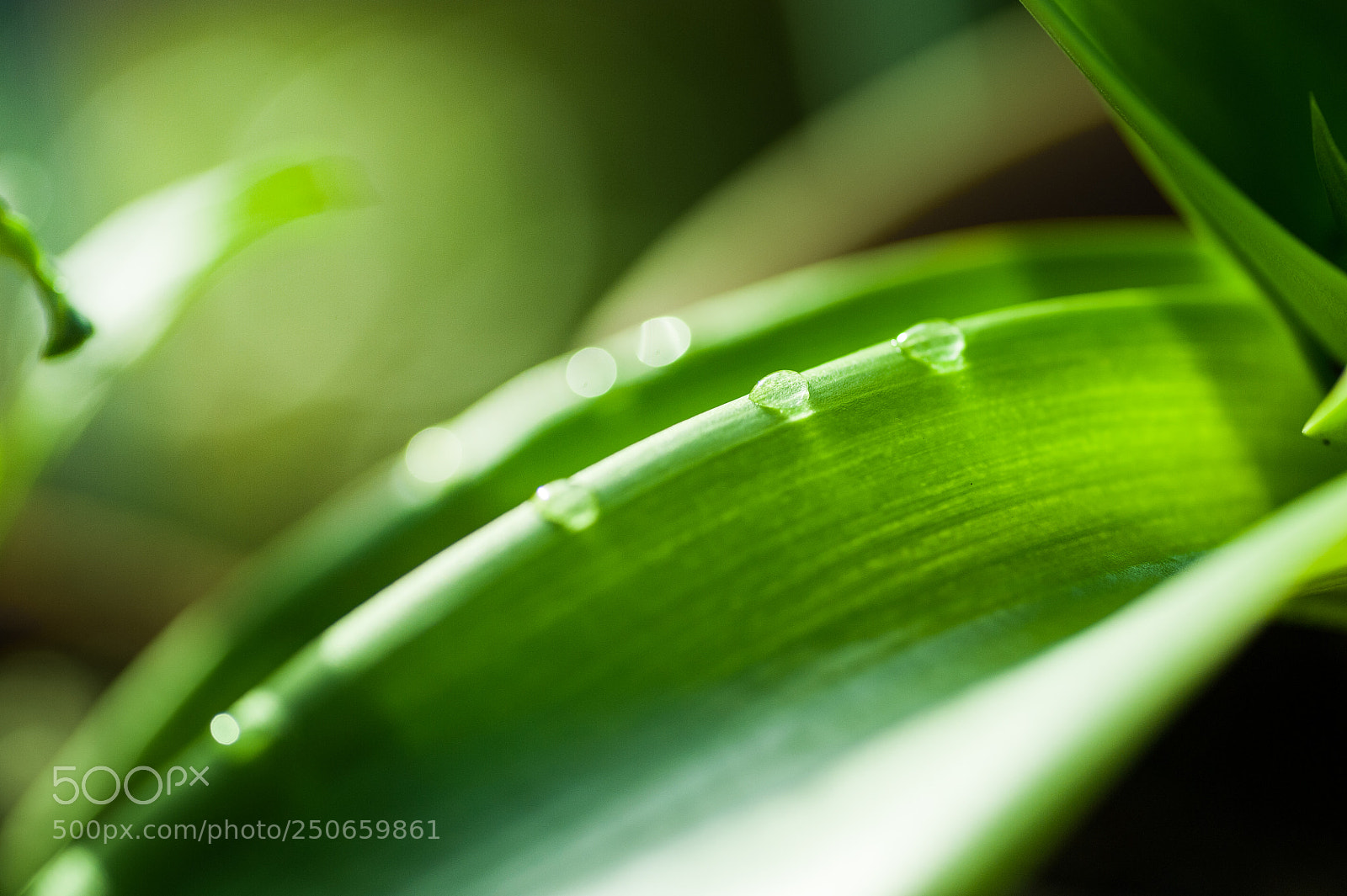 Nikon D700 sample photo. Morning drops photography